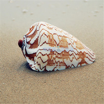 Natural conch shell dance sleeve vortex snail 14-17CM large landscape snail Aquarium landscaping home decoration decoration gift