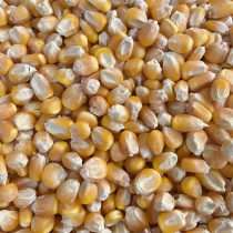 Pigeon food feed corn seed 500g dry corn kernels Coar coarse grain can be used as pigeon chicken duck bird food feed