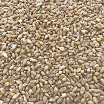 5kg Pigeon Pigeon grain wheat pigeon food feed ingot pigeon nutrition calcium supplement baby pigeon beam no corn