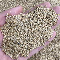 Imported Canary parrot bird food oil pointed corn White pointed corn grass Lu seed bird food pigeon food 500g