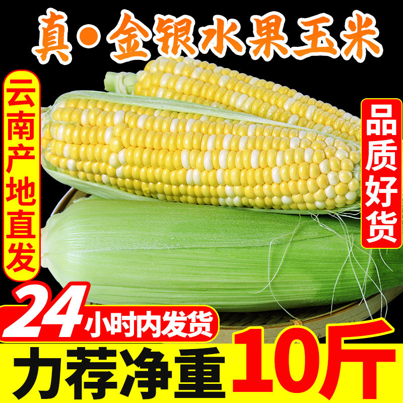 Yunnan gold and silver fruit corn 10 kg fresh raw eat sweet corn cob sticky bud grain rice now picked sticky vegetables