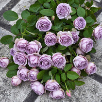 Multi-flower lunar season Flower Miao Potted Lac Lilac Balcony Purple Rose View Flowers Green Plant All Season Everflowering Plant resistant to sunburn