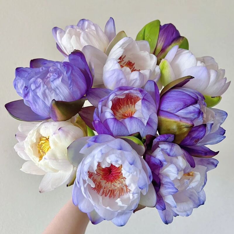 Purple Pink Champagne Color Imported Tropical Australian Water Lily Fresh Cut Flowers Rare Variety Purple Hydroponic Cultivation Guangzhou
