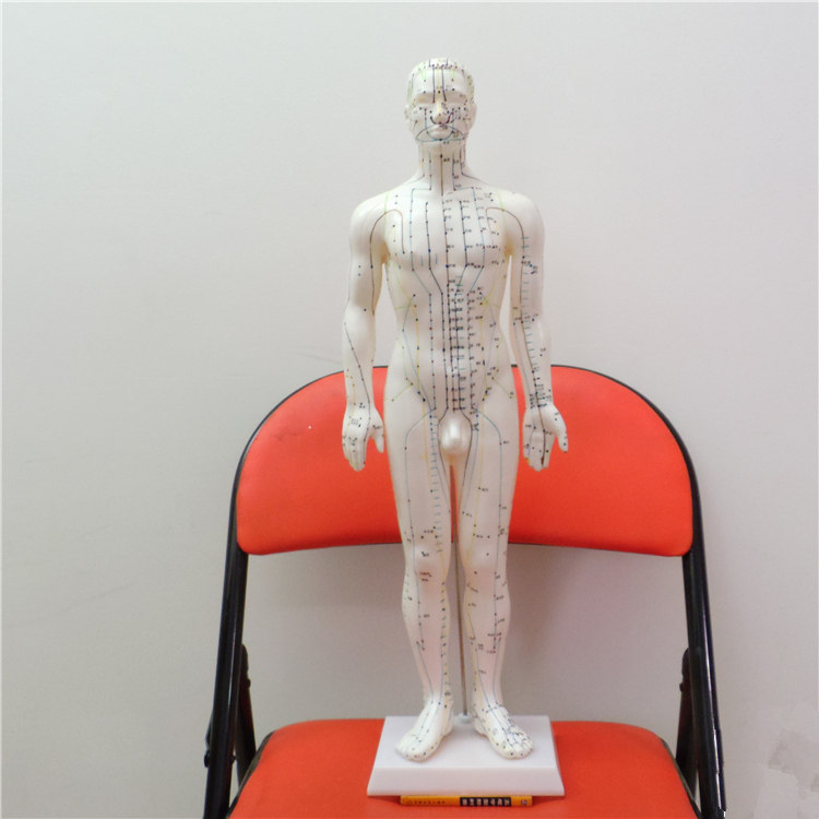 60cm针灸穴位模型男性中英文对照
