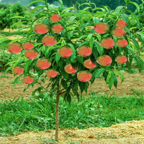 Peach tree seedlings grafted with blood peach yellow peach seedlings ground planted fruit tree seedlings in the south and north planted winter peach peach seedlings