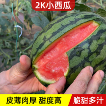 8424 Kirin Sloth Sweet King 2k Thumb Mini Small Watermelon Seed South Seedless Sloth Watermelon Seed Grand Total