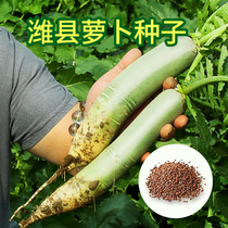 Radish seeds Fruit carrots White red Robshawo radish seeds Weifang four seasons vegetable seeds relict plant seeds