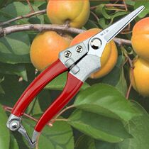 Sharp scissors branch fruit tree scissors pruning shears gardening scissors flower rough scissors green plant potted cut