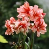 Товары от 鱼儿爱花花