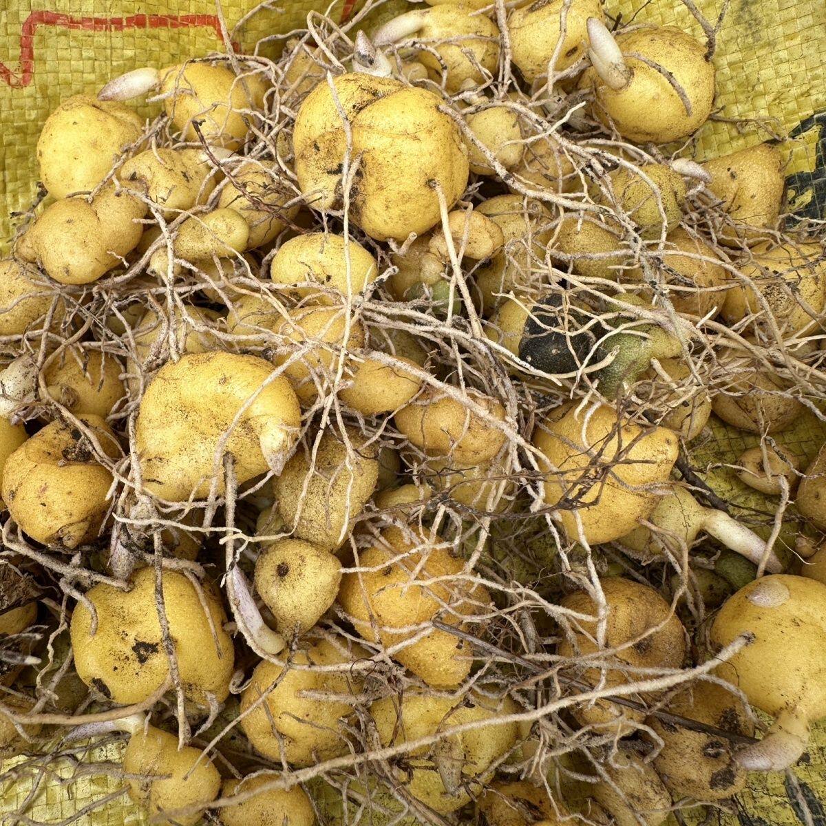 黄精块茎怎么挑选才是黄金种苗？