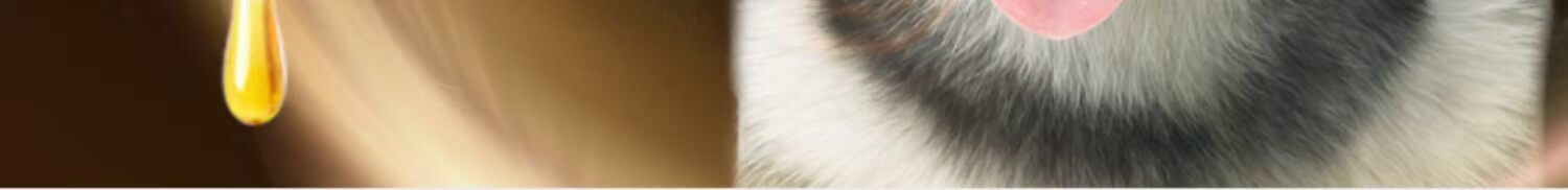 Chó Husky thức ăn cho chó trưởng thành chó con trong chó lớn đặc biệt 5kg10 kg chó đẹp kéo chó hai thỏ thỏ thức ăn canxi - Chó Staples thức ăn cho chó cảnh