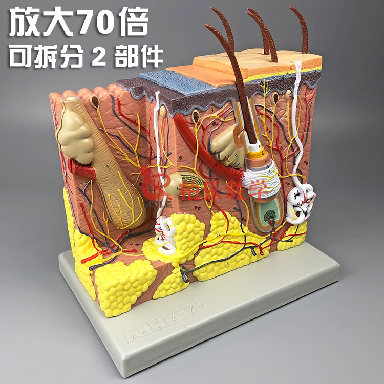 成人医学教学模型 柏乐BL-A554放大皮肤解剖结构模型 立体医疗培训演示教具