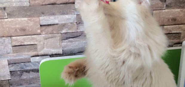 Malt Bear Wei Ta Kraft Vitakraft Cat Cat Cat Cat Cat Snacks Miệng Mèo Thịt khô 4 - Đồ ăn nhẹ cho mèo cám royal canin