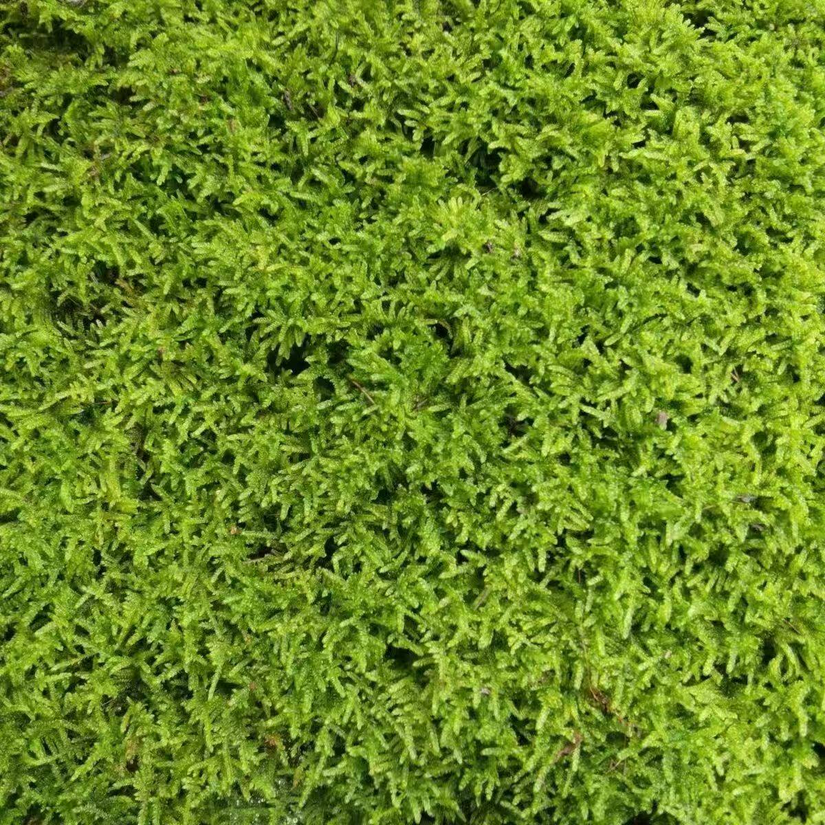 中部 苔藓种植批发基地的LOGO