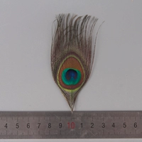 5 кусочков павлина маленькие глаза