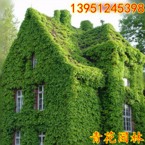 Parthenocissus Seeds Climbing Vine Four Seasons Green Balcony Climbing Sunshade Perennial Flowering Flower Green Seeds