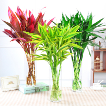 Flowers and flowers raised in water to raise rich Bamboo Bamboo Bamboo red leaves Zhujiao purple leaves large hydroponic plants