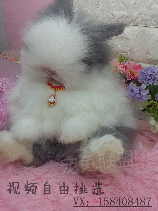 不盖脸猫猫是狮子兔吗,怎么挑选盖脸猫猫兔,盖脸猫猫兔聪明吗_大山谷图库