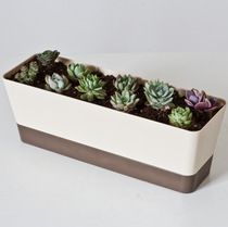 Fleshy flowerpot with tray rectangular plant fleshy meat flowerpot long creative minimalist plastic planting container