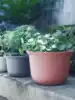 Fleshy flower pot Golden Ge plastic medium pot pot special large diameter large round imitation ceramic clearance full of 38