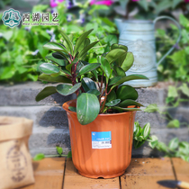 2016 New Alice Flower Pot Plastic Simple Waves Round Resin Green Flower Indoor Alice Basin