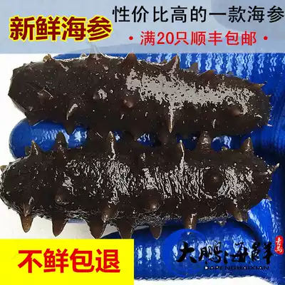 Sea cucumber Ready-to-eat sea cucumber Single pack Small sea cucumber Liao ginseng thorn ginseng Qingdao seafood and aquatic products fresh