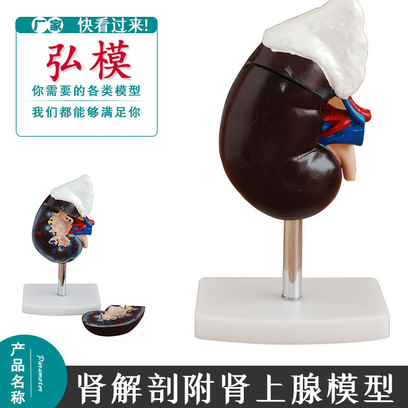 弘模人体肾脏解剖模型肾脏结构肾上腺模型泌尿科医学用模拟肾结构