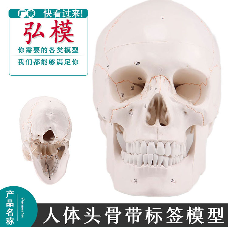 HOM自然大人体头骨模型数字显示头颅骨解剖标本可拆卸骨骼模具