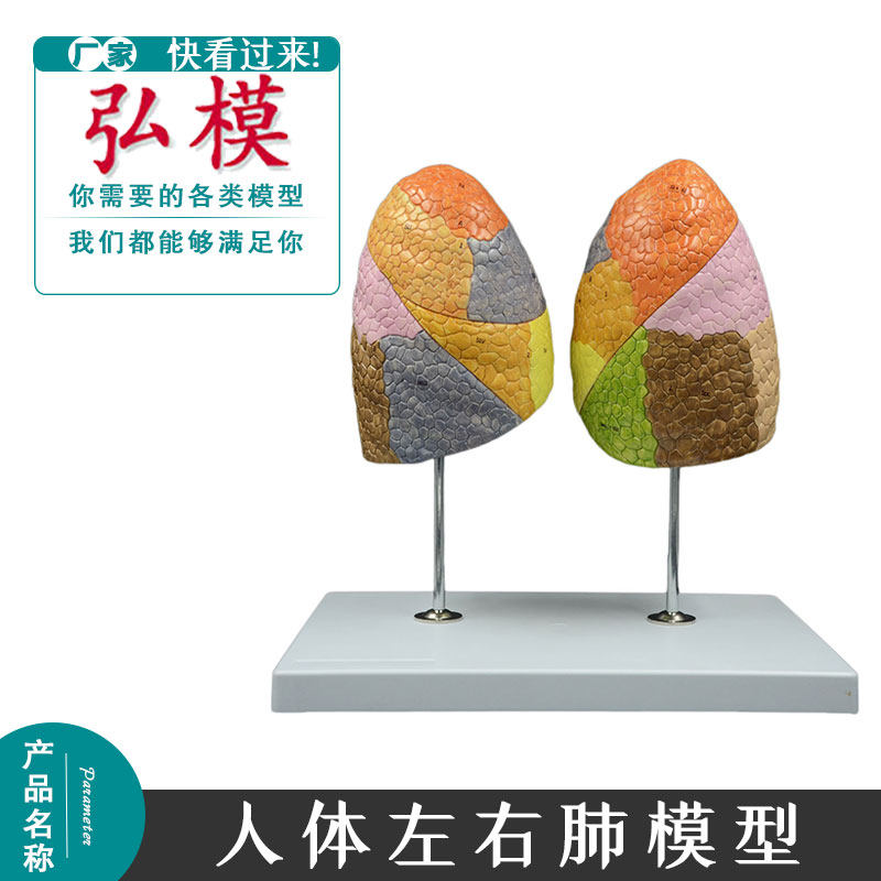 人体左右肺模型人体肺部解剖模型彩色肺功能区呼吸科医学器官模型