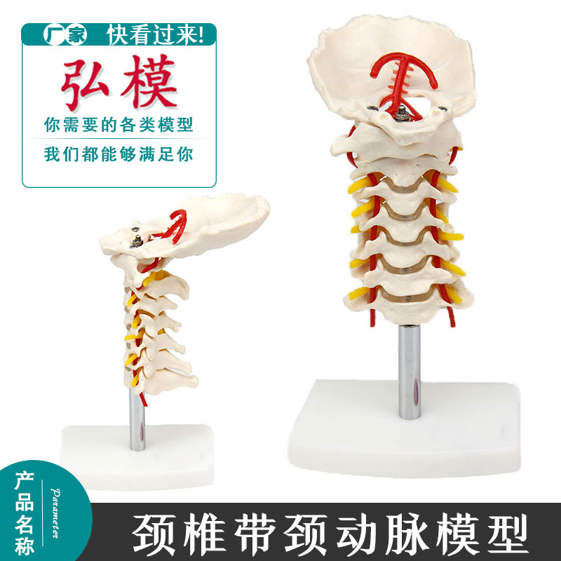 弘模人体颈椎颈动脉模型颈椎模型人体骨骼标本模型骨科构结模型
