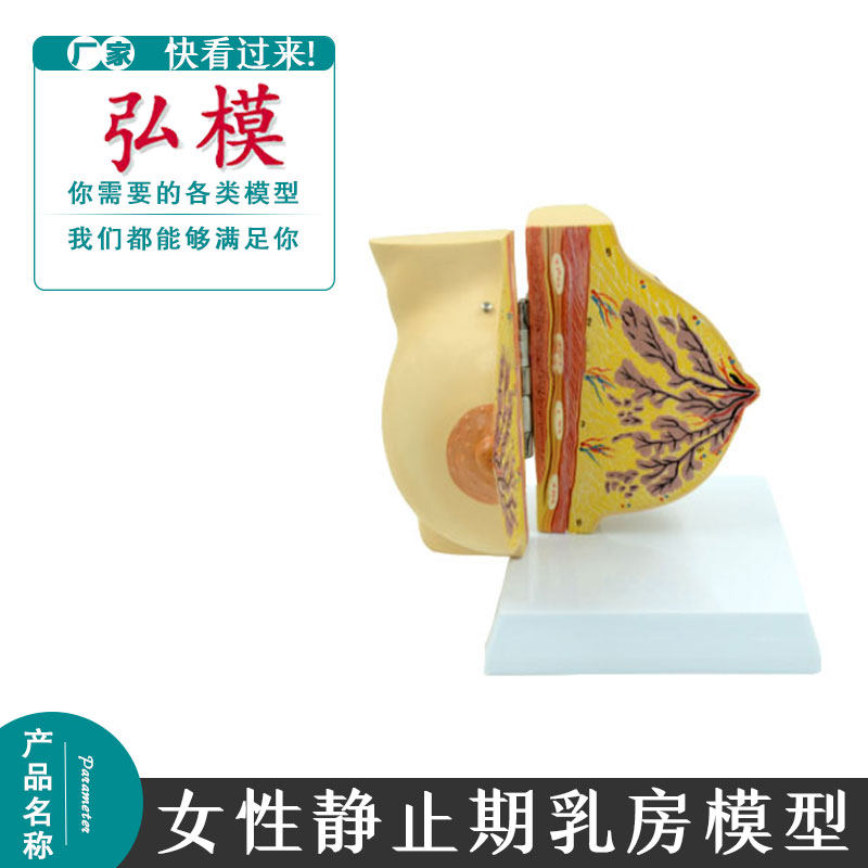 弘模女性静止期乳房模型 乳房解剖 丰胸美容模型妇科模型医用模型