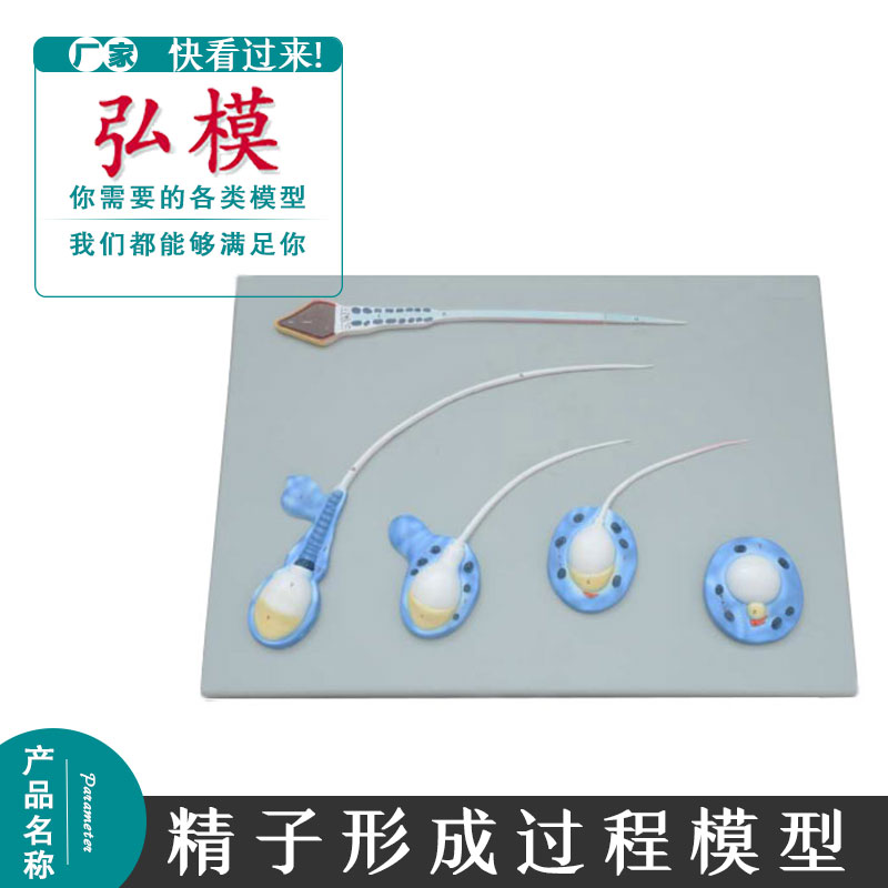 人体精子形成过程模型精子教具男性生殖系统生殖男科解剖模型人