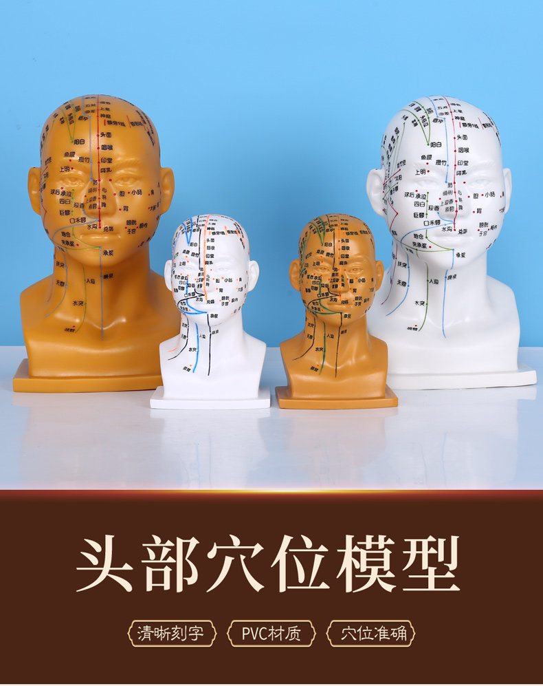 头部针灸经络穴位模型四功能腧穴头部按摩模型头针灸穴位模型头