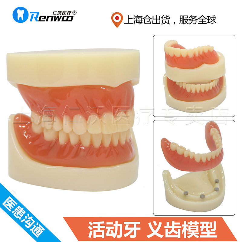 牙科 口腔 模型 活动义齿 活动牙 全口活动牙 假牙 教学 牙模型