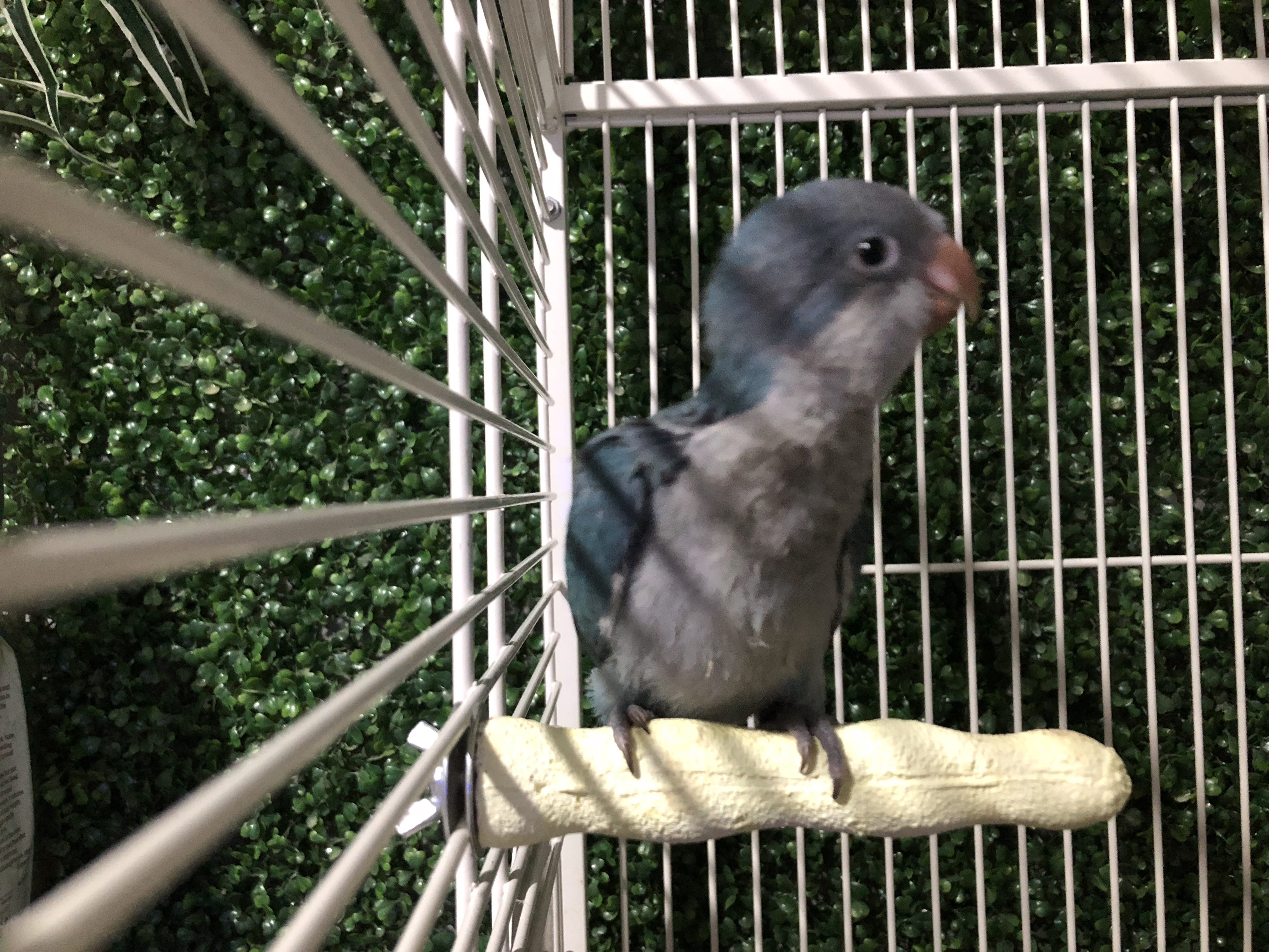 Small and medium parrot bird grinding claw stick molar stick parrot calcium supplementation bite grinding mouth grinding claw stick medium and large parrot standing stick