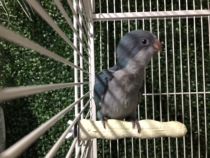 Small and medium parrot bird grinding claw baton parrot tonic calcium nibble the large parrot station stick in the grinding mouth grinding claw stick