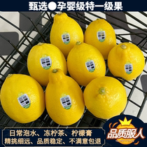 Selected first-grade fruit yellow lemon fresh large peel thin and juicy yellow lemon specially used for frozen lemon tea in Hong Kong tea milk tea shop