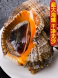 Da Shao Fresh Seafood Water Products Super Daaqingdao Special Product