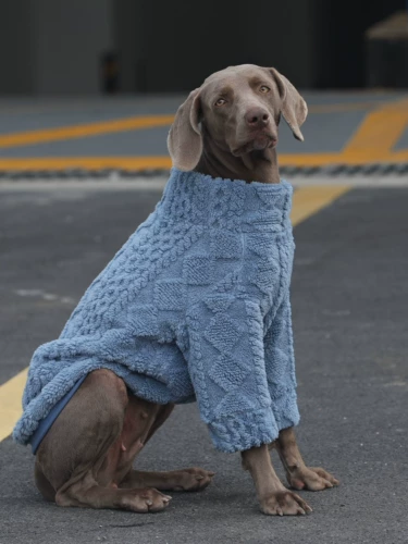 Одежда для собак, одежда для больших собак Лабрадор золотистый ретривер Сацума, двусторонняя утолщенная зимняя одежда, пижамы для защиты живота собаки