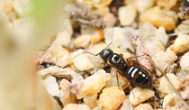 Falling Snow-Ant Pavilion Friedback Ant Camponotus friedae Origin Zhejiang