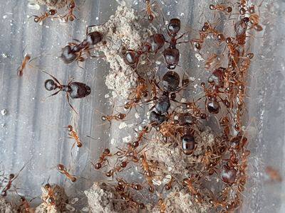 Drifted snow-Ant-Man | Pet Ant | Mori with a large colony of back colony origin Fujian