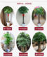 Large backgammon fortune tree potted office living room flower greening Beijing delivery opening housewarming green plant