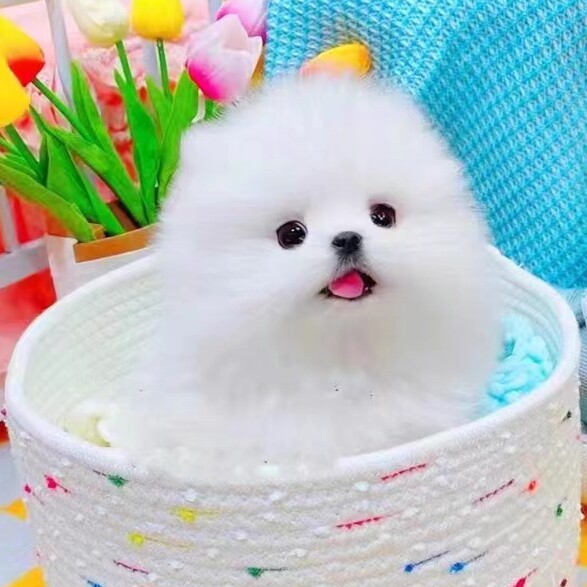 氤氲之息宠物的LOGO