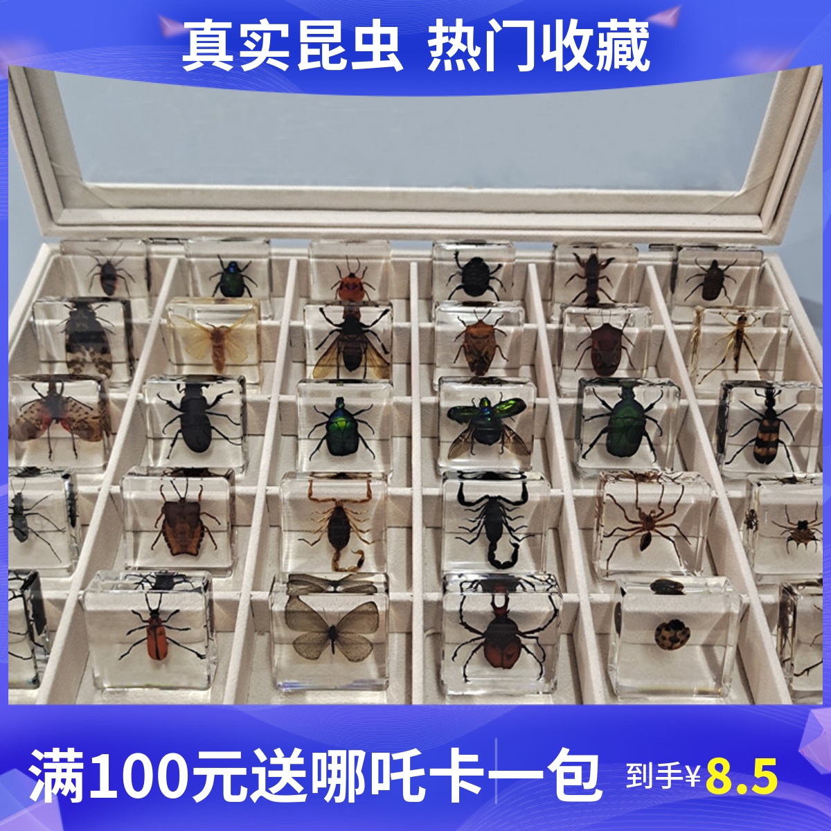 科学実験室 幼児教育 動物標本 樹脂 昆虫標本 本物の昆虫 サソリ クモ 収納ボックス ギフトボックス 包装