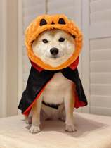 Daily single pet hat clothes Halloween pumpkin hat clothes double-sided wear a dress 2 styles