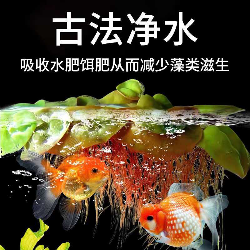 🌿古法养鱼必备神器！鱼缸净水植物水葫芦水芙蓉，打造生态美景观🌿-水草-淘宝好物网