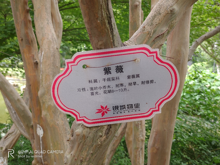 真我X2颜色版本随机怎么样，当生日礼物好不好呢,第11张