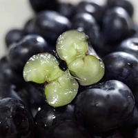 Yunnan Alpine Selection Sunshine Blueberry L25 Хрустящий, сочный и ароматный корм с цветочным ароматом для беременных женщин и детей