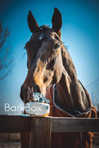 barkbox horse birthday cake pet horse cake