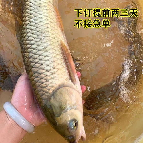 Кафе кафира кафира кафира кафе Cao Cao Cao Freshwater Fish загрязняет 3 фунта 69 юаней четыре семейства четырех семейных банкетных ингредиентов и водных продуктов